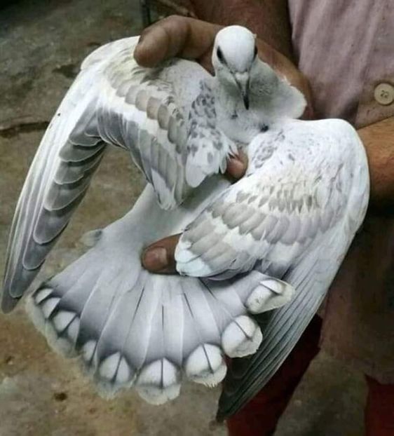  - NU AMI APARTIN 2020