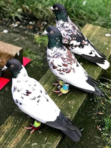  - NU AMI APARTIN 2020