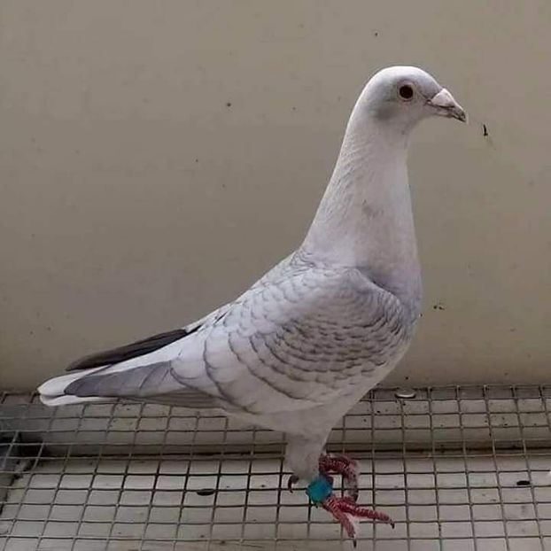  - NU AMI APARTIN 2020