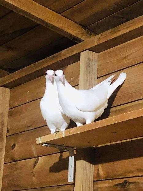  - NU AMI APARTIN 2020