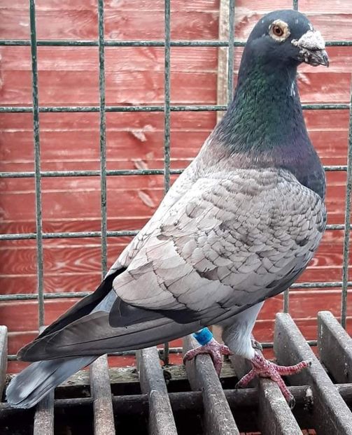  - NU AMI APARTIN 2020