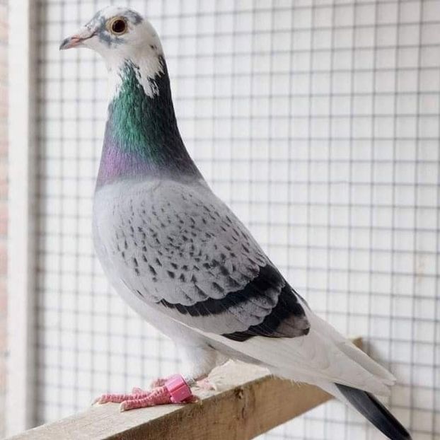  - NU AMI APARTIN 2020