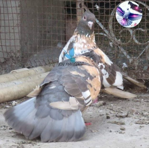  - NU AMI APARTIN 2020