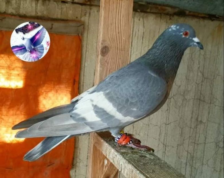  - NU AMI APARTIN 2020