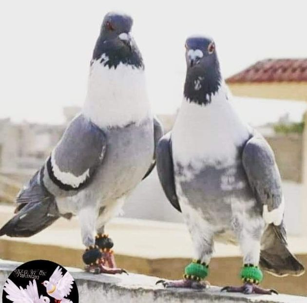  - NU AMI APARTIN 2020