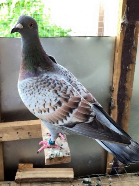  - NU AMI APARTIN 2020