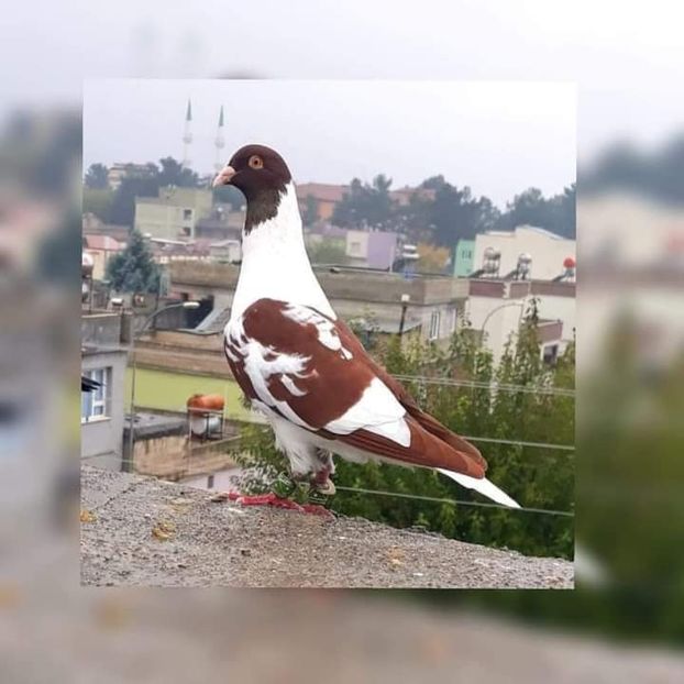  - NU AMI APARTIN 2020