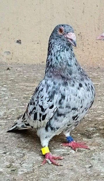  - NU AMI APARTIN 2020