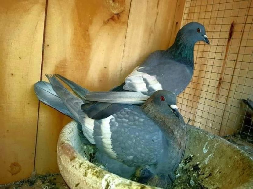  - NU AMI APARTIN 2020