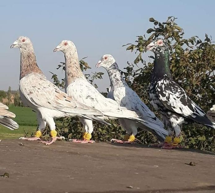  - NU AMI APARTIN 2020