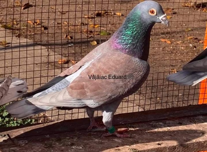  - NU AMI APARTIN 2020