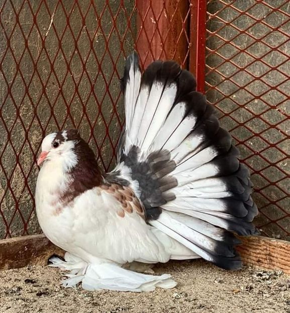  - NU AMI APARTIN 2020