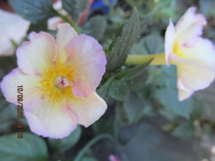 BriD's Flaviana - Achimenes 2020