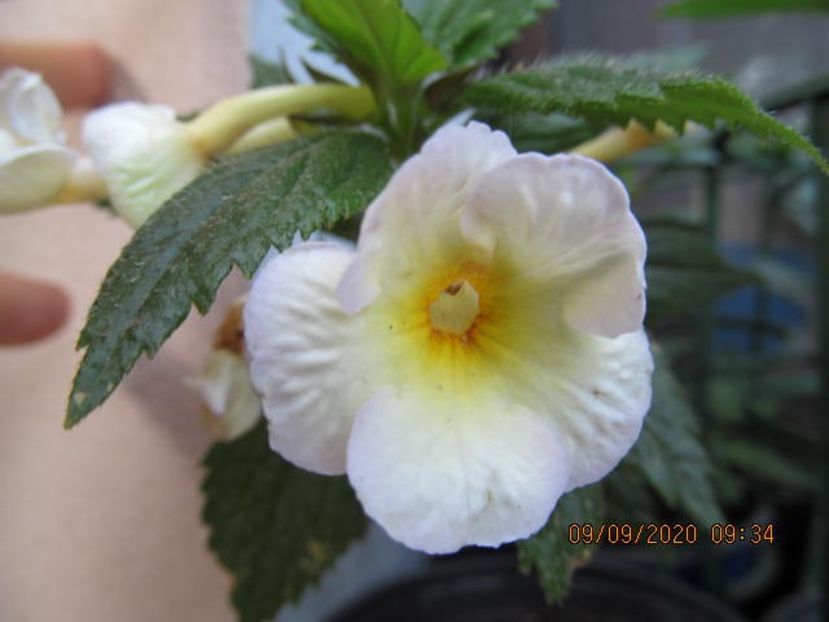 Yellow Glory - Achimenes 2020