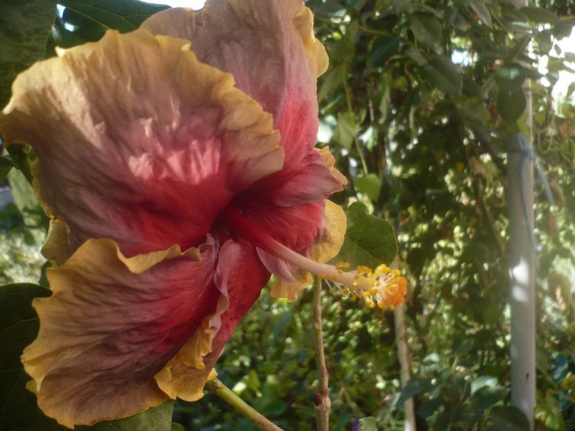 09.09.2020 - HIBISCUSI 2020-4