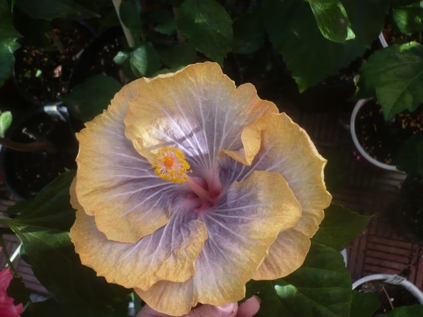 P1460352 - HIBISCUSI 2020-4