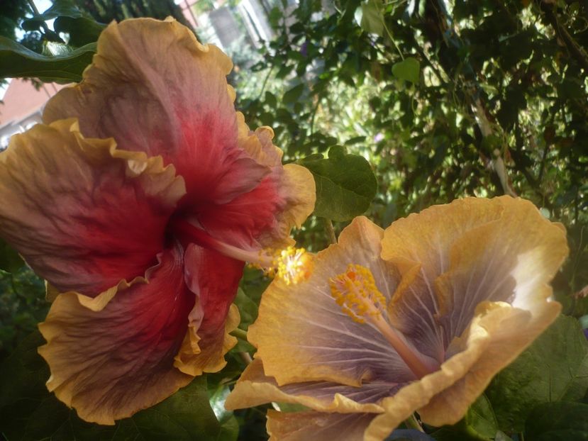 P1460355 - HIBISCUSI 2020-4