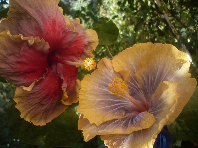 P1460356 - HIBISCUSI 2020-4