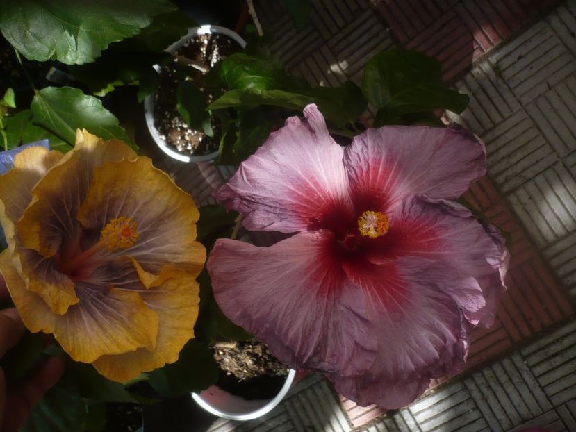 P1460358 - HIBISCUSI 2020-4