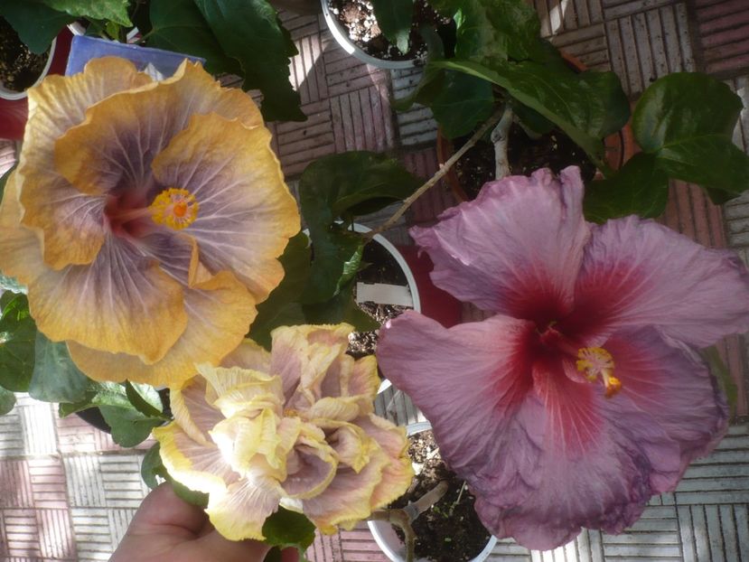 P1460360 - HIBISCUSI 2020-4