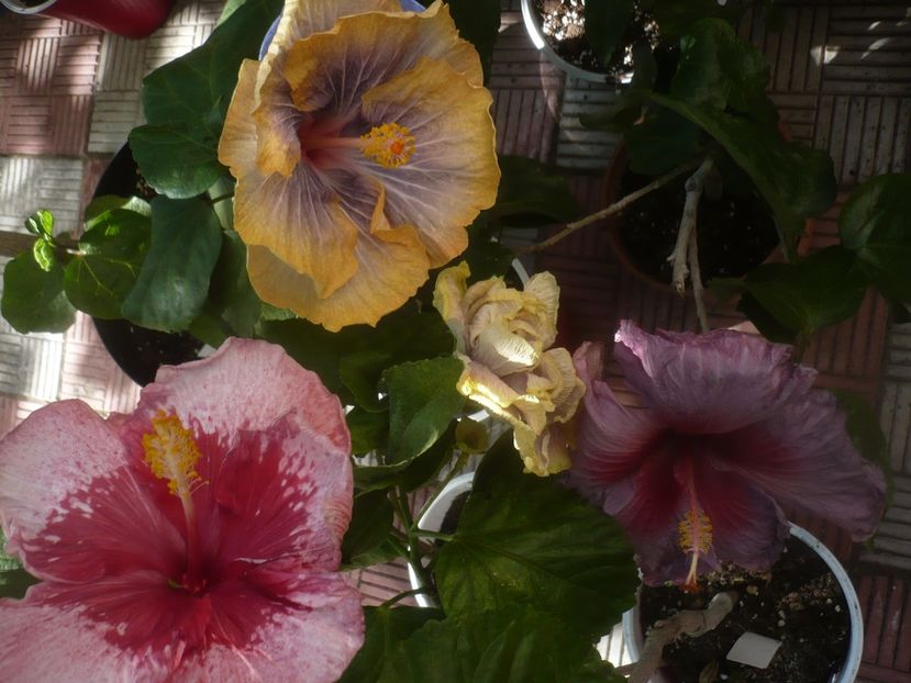 P1460361 - HIBISCUSI 2020-4