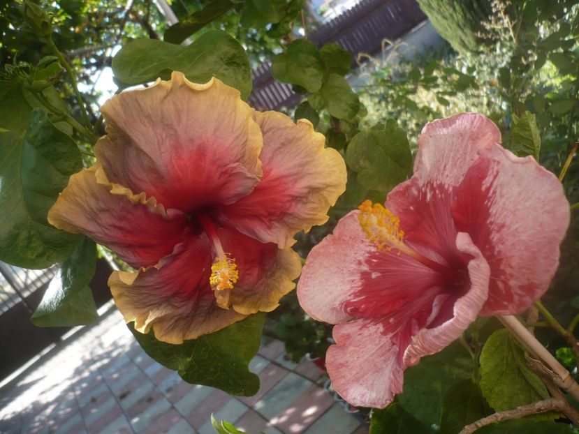 P1460364 - HIBISCUSI 2020-4