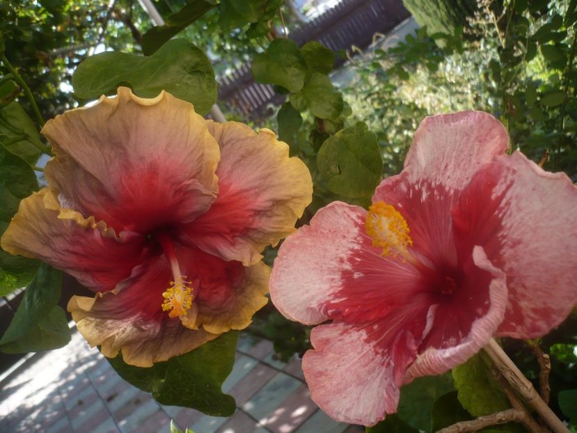 P1460365 - HIBISCUSI 2020-4