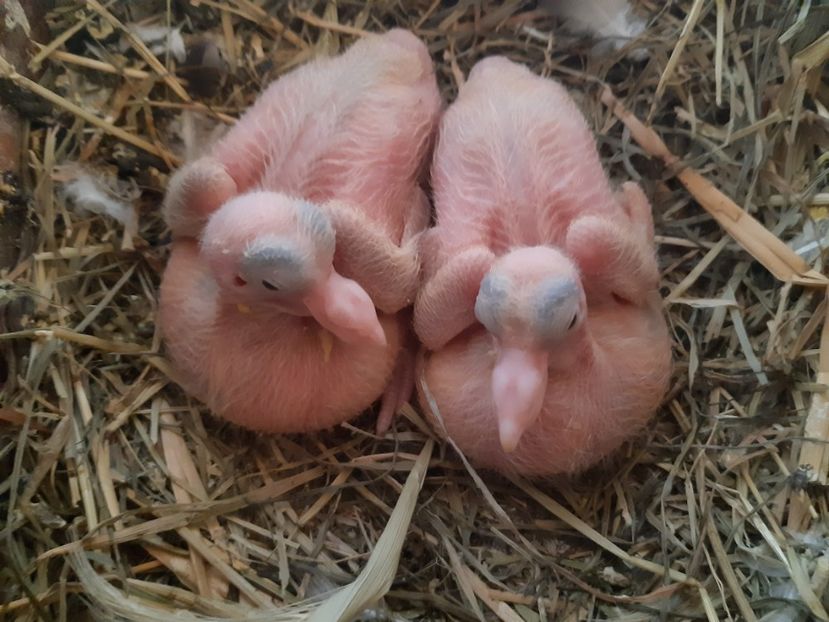  - 05 PUI TEXANI 2020