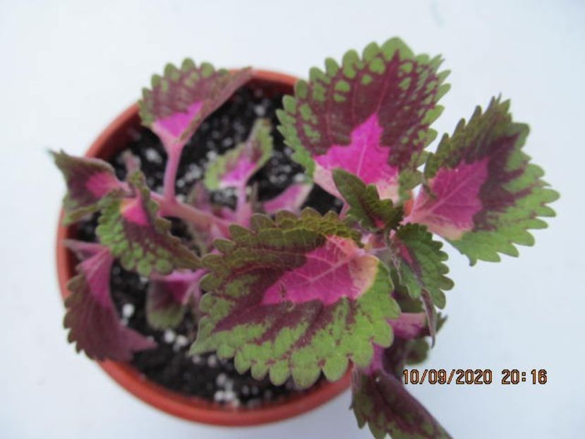 Trailing Queen - COLEUS