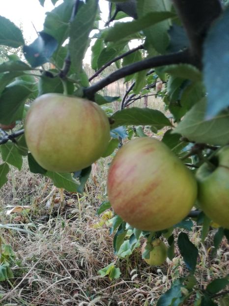 Soi local - O ALTA PASIUNE