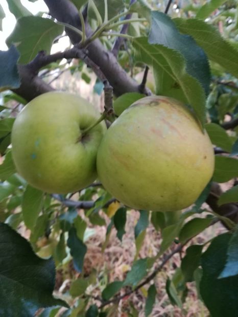 Mutsu - O ALTA PASIUNE