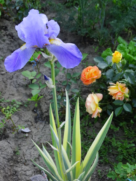  - Aureo Pallida Variegata