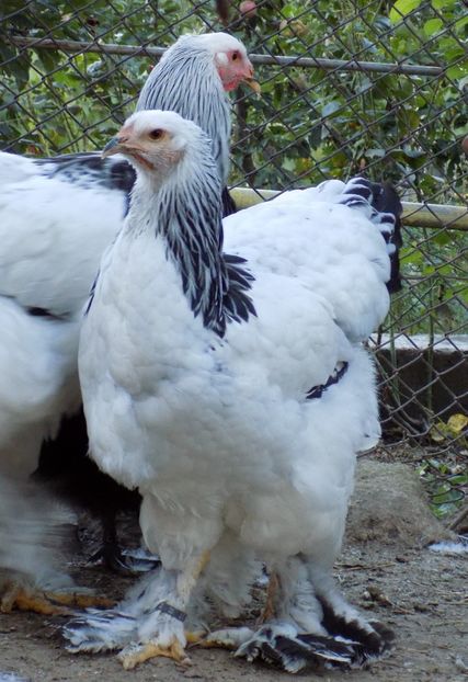  - VIITOR SPERANTE 2021