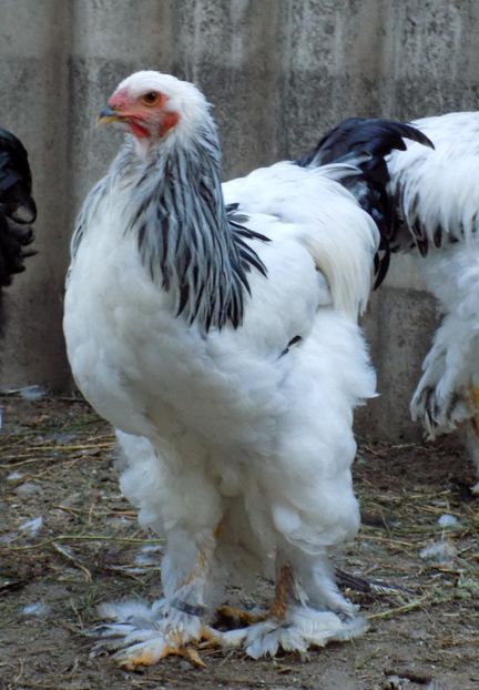  - VIITOR SPERANTE 2021