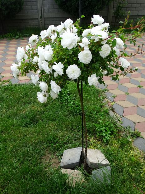  - Snow Ballet pomisor