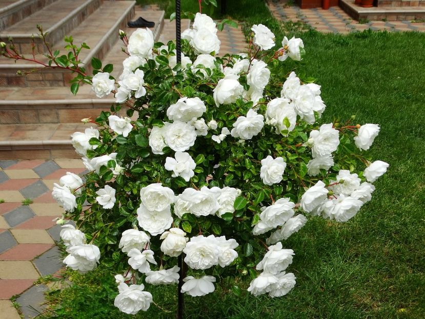  - Snow Ballet pomisor