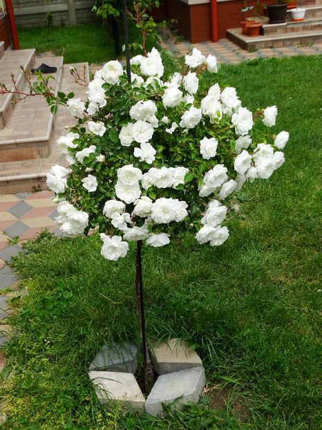  - Snow Ballet pomisor