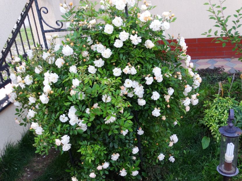  - Ghislaine de Feligonde