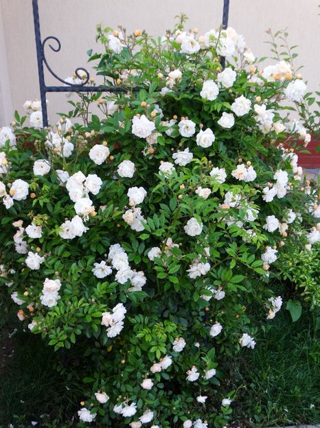  - Ghislaine de Feligonde