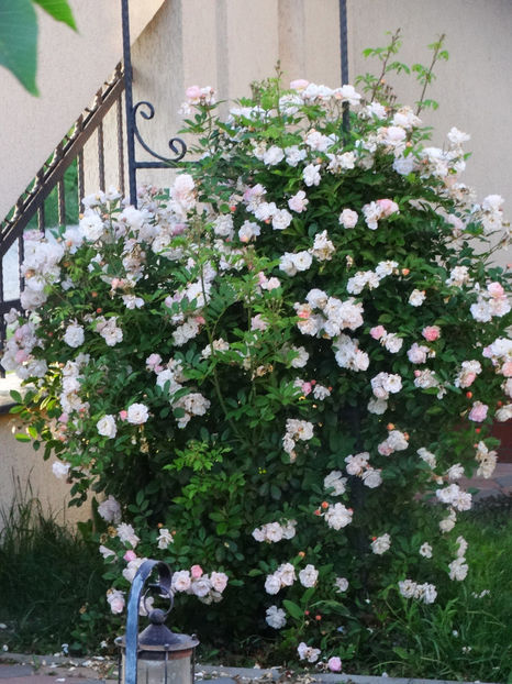  - Ghislaine de Feligonde