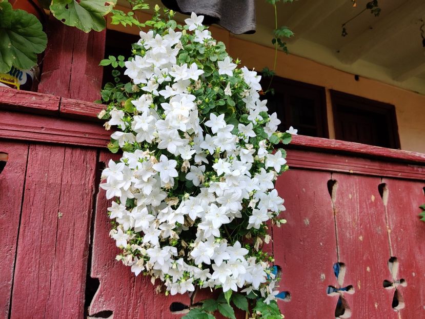 Campanula carpatica Clips White - Diverse flori de gradina