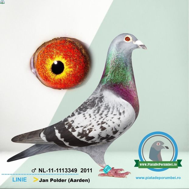  - Porumbei super top 2020 achizitii