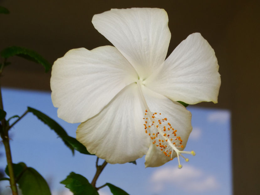 hibiscus Fidjian White - FLORI DE INTERIOR