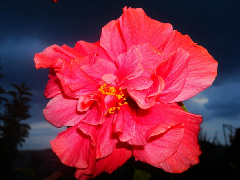 hibiscus ciclam dublu - FLORI DE INTERIOR