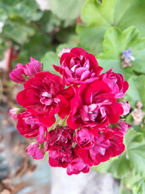 Sept .2020 - Muscate 2017-2018- 2019-2020-2023-2024 - 2025