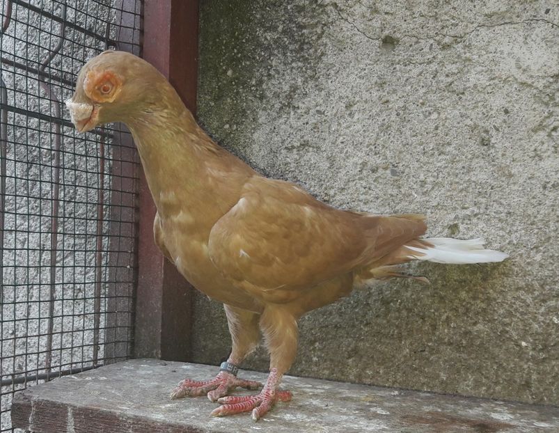 Pui 2020 - Carunculați 2020