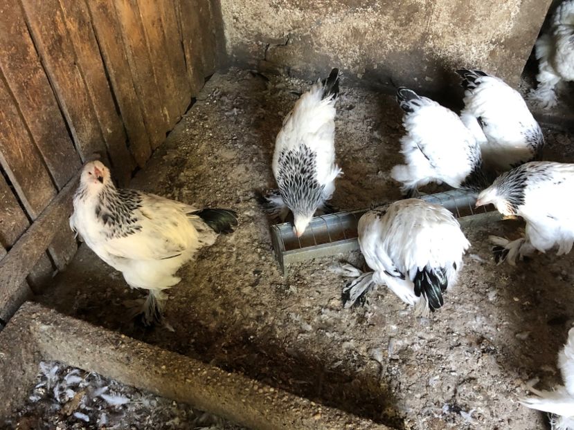 FA3DBBF6-BCFB-4FB9-9635-BF6FADF08090 - Seria 4 - mai