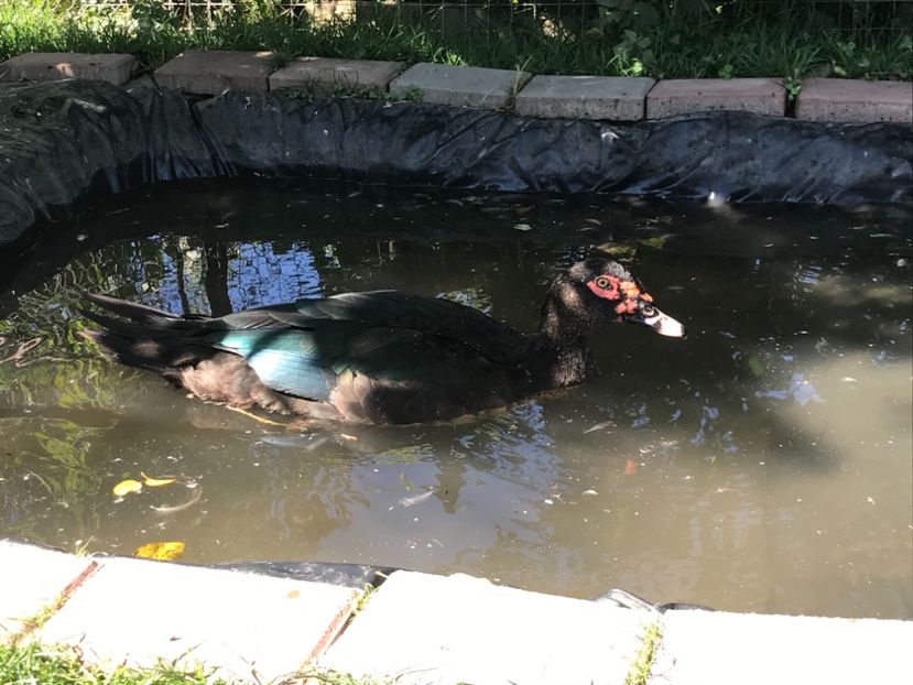  - Tineret rate lesesti 2020