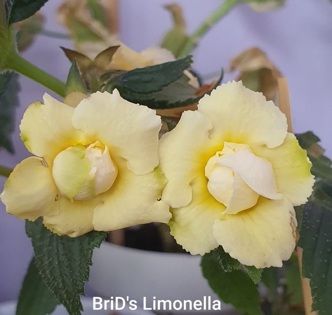  - BriDs Limonella