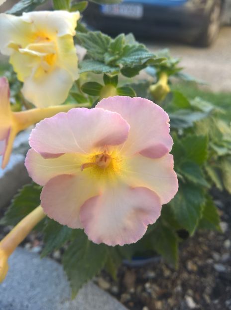 Yellow English Rose - Achi cu 6 sau mai multe petale